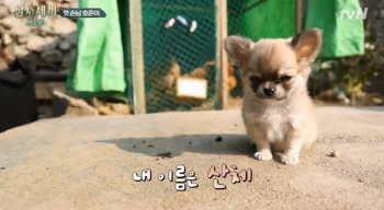 '삼시세끼' 숨어있는 주인공, 장모 치와와 산체..마스코드 등극하나?