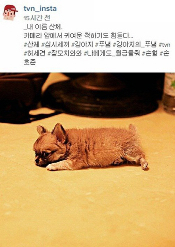 '삼시세끼' 허세견 산체 "귀여운 척하기 힘들다. 나에게도 월급을 줘" 폭소