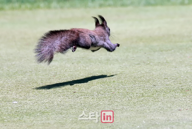 [포토] 크리스 F&C KLPGA 챔피언십 3라운드 '청설모 갤러리'