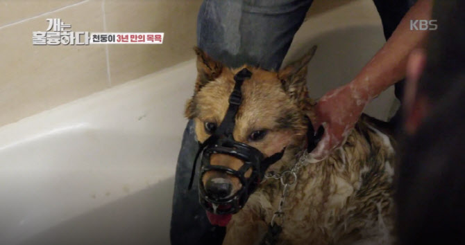 '개통령' 강형욱, 반려견도 긍정 강화 프로그램 필요하다