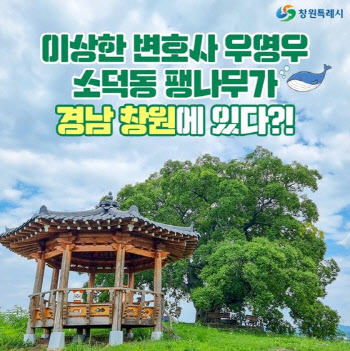 ‘우영우’ 박은빈 찾은 소덕동 팽나무, 창원시에 있다