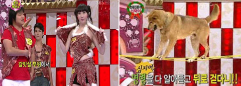SBS '스타킹' 동물학대 이어 한우패션쇼 논란…잇단 '악재'