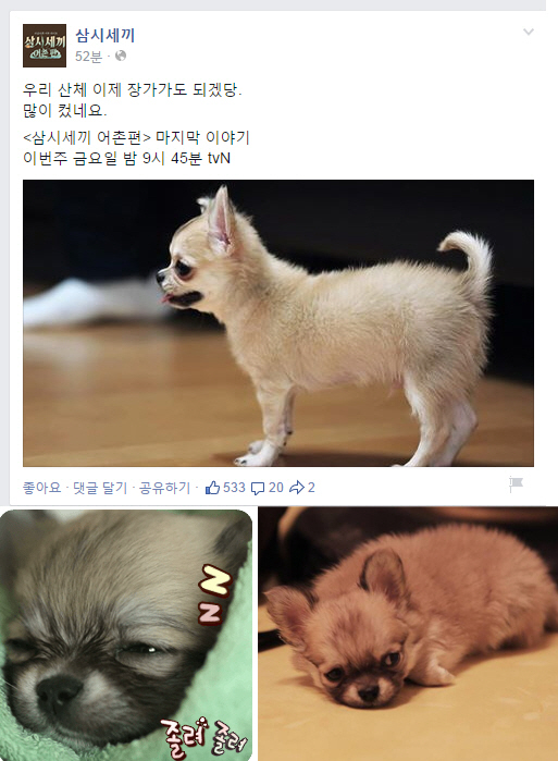 `삼시세끼` 산체, 폭풍성장 최근모습.."장가가도 되겠네"                                                                                                                                         