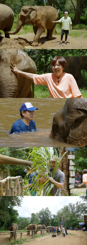 '여행의 맛' 조동아리·센 언니들, 우당탕탕 태국 여행…코끼리와 물놀이도